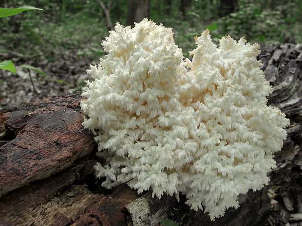 koralovec bukový Hericium coralloides (Scop.) Pers.