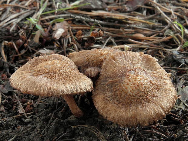 vláknica plstnatá? Inocybe lacera? (Fr.) Kumm.