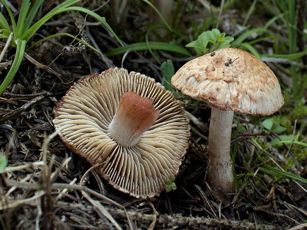 vláknica Bongardova Inosperma bongardii (Weinm.) Matheny & Esteve-Rav.