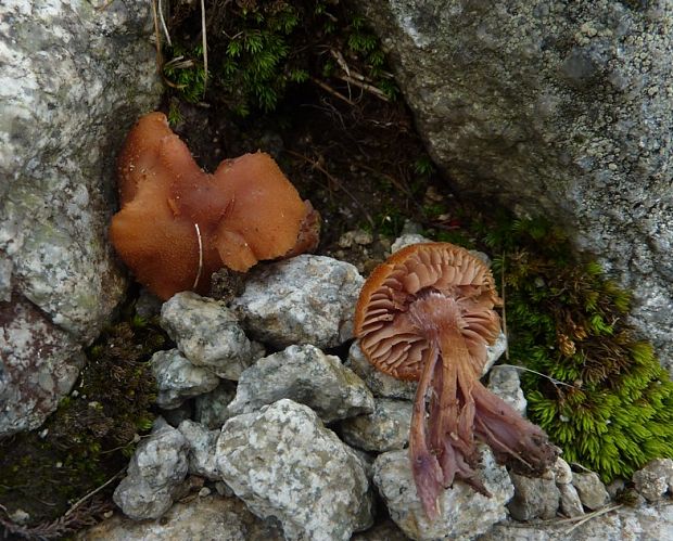 lakovka obyčajná Laccaria laccata (Scop.) Cooke