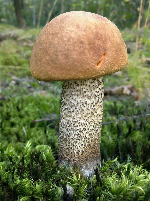 kozák dubový Leccinum aurantiacum (Bull.) Gray