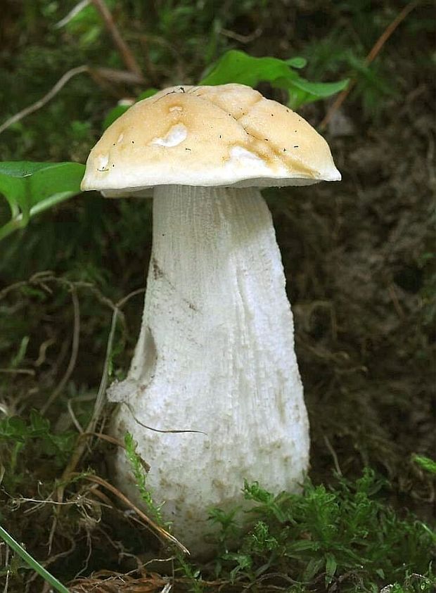 kozák hrabový Leccinum pseudoscabrum (Kallenb.) Šutara