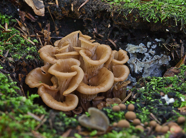 húževnatček ulitovitý Lentinellus cochleatus (Pers.) P. Karst.