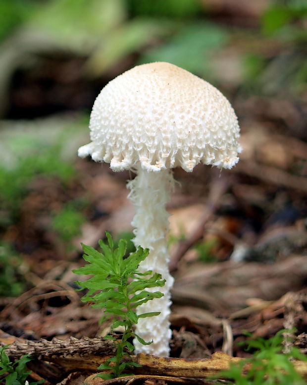 bedlička vlnatá Lepiota clypeolaria (Bull.) P. Kumm.