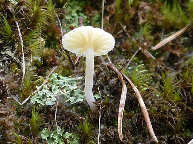 kalichovka Lichenomphalia cf.hudsoniana