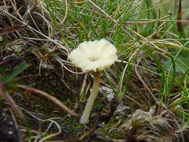 kalichovka Lichenomphalia cf.hudsoniana (Fr.) Clémençon