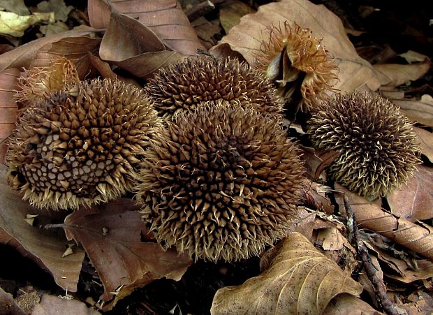 prášnica pichliačová Lycoperdon echinatum Pers.