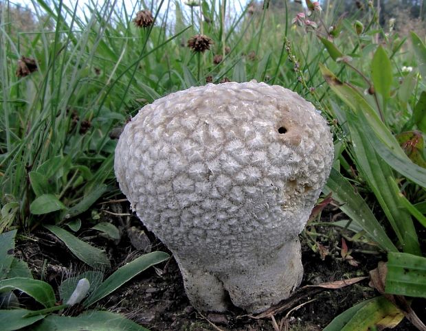 rozpadavec dlabaný Lycoperdon utriforme Bull.