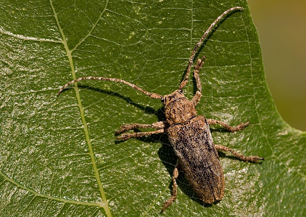 Niphona picticornis