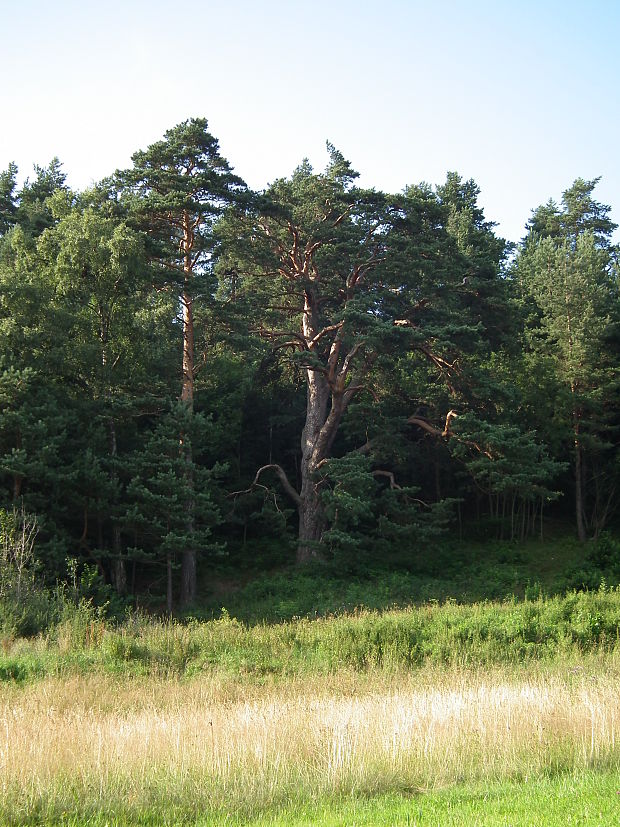 borovica lesná Pinus sylvestris L.