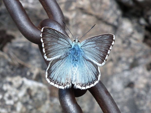 modráčik vikový Polyommatus coridon