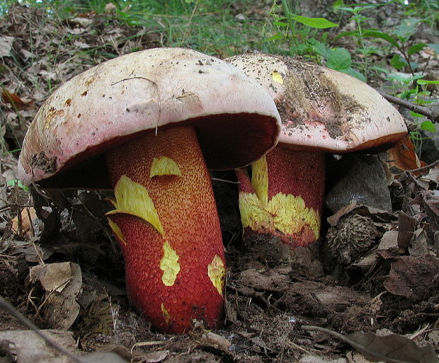 hríb purpurový Rubroboletus rhodoxanthus Kuan Zhao &amp; Zhu L. Yang