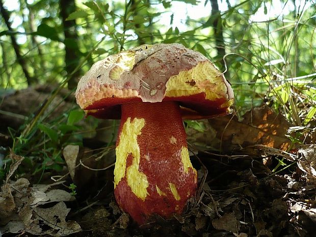 hríb purpurový Rubroboletus rhodoxanthus Kuan Zhao &amp; Zhu L. Yang