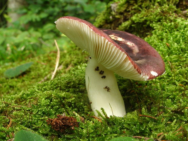 plávka Russula sp.