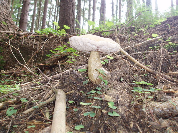 podhríb žlčový Tylopilus felleus (Bull.) P. Karst.