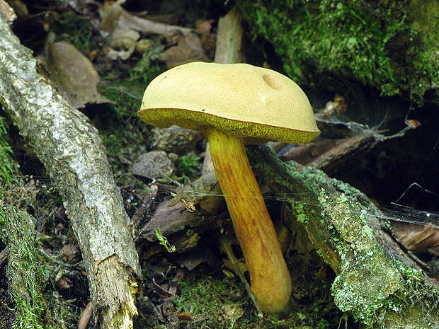 suchohríb plstnatý Xerocomus subtomentosus L.