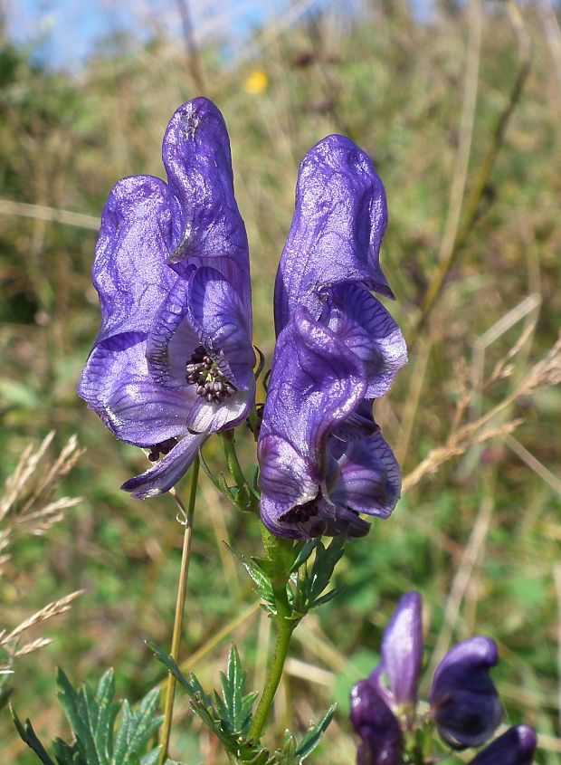 prilbica pestrá Aconitum variegatum L.