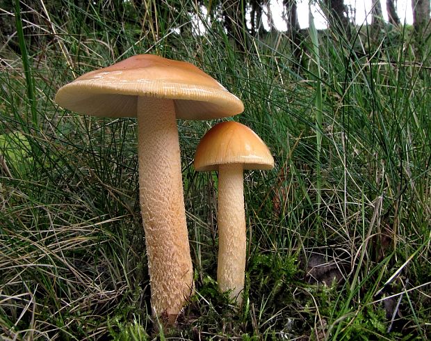 muchotrávka oranžová Amanita crocea (Quél.) Singer