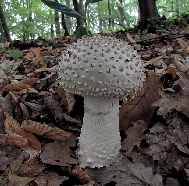 muchotrávka ostnatá Amanita echinocephala (Vittad.) Quél.