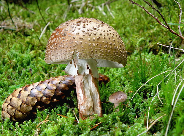 muchotrávka červenkastá Amanita rubescens Pers.