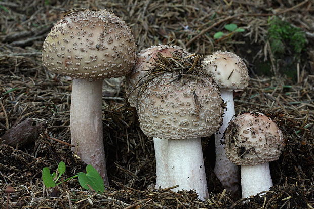 muchotrávka červenkastá Amanita rubescens Pers.