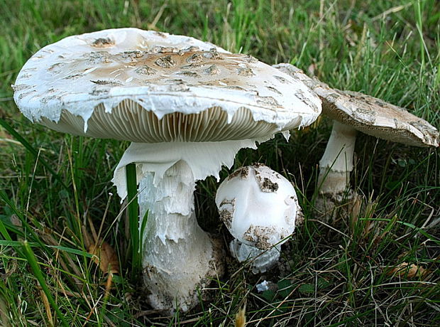 muchotrávka šiškovitá Amanita strobiliformis Gonn. & Rabenh.