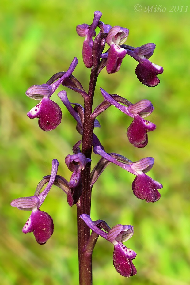 červenohlav Anacamptis morio subsp. longicornu (Poir.) R.M. Bateman, Pridgeon & M.W. Chase