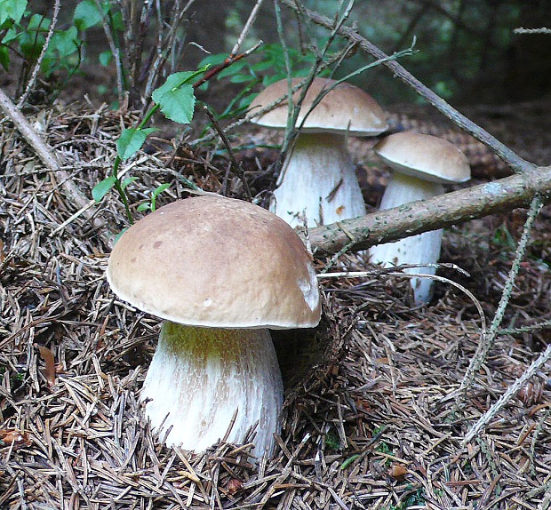 hríb smrekový Boletus edulis Bull.