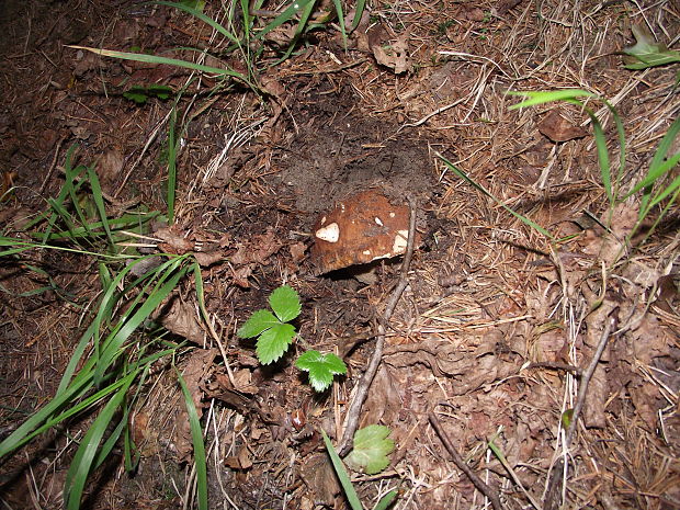 hríb smrekový Boletus edulis Bull.