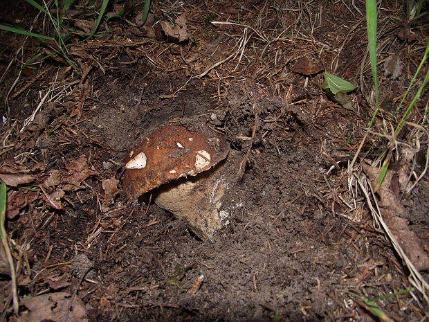 hríb smrekový Boletus edulis Bull.