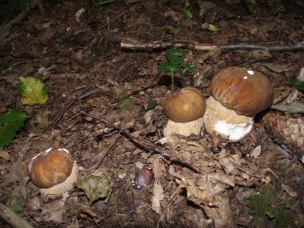 hríb smrekový Boletus edulis Bull.