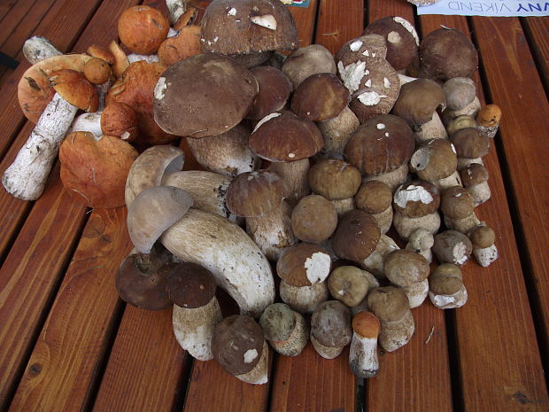 hríb smrekový Boletus edulis Bull.