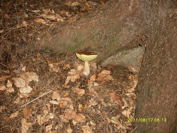 hríb smrekový Boletus edulis Bull.