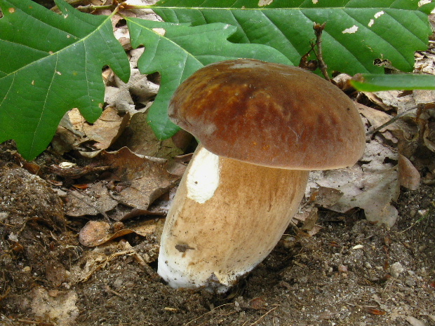 hríb dubový Boletus reticulatus Schaeff.