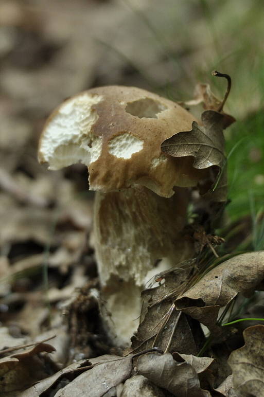 hríb dubový Boletus reticulatus Schaeff.