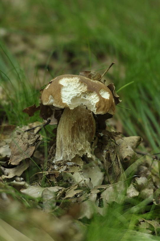 hríb dubový Boletus reticulatus Schaeff.