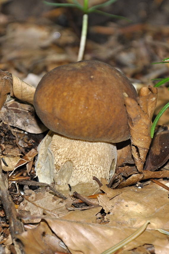 hríb dubový Boletus reticulatus Schaeff.