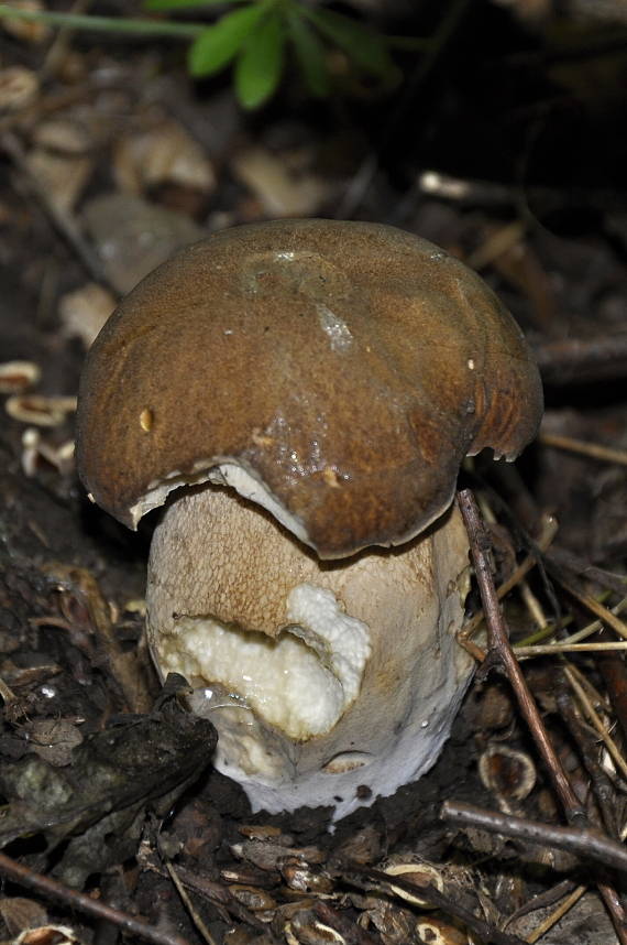 hríb dubový Boletus reticulatus Schaeff.