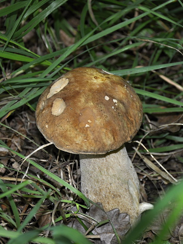 hríb dubový Boletus reticulatus Schaeff.