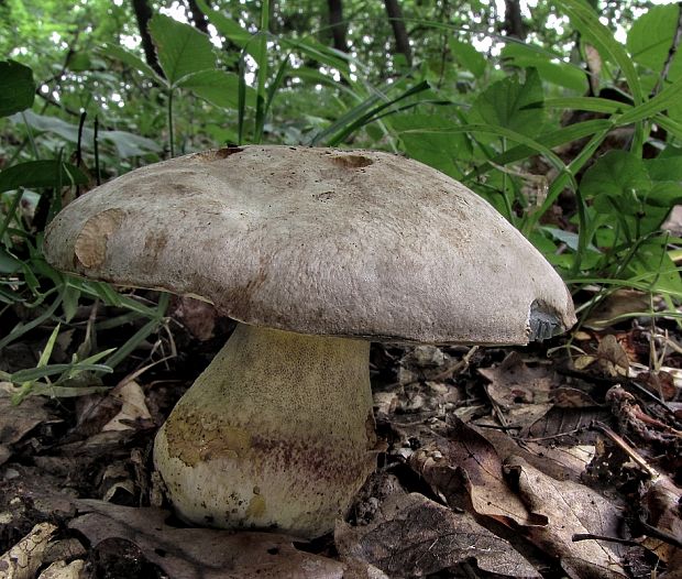 hríb striebristý Butyriboletus fechtneri (Velen.) D. Arora & J.L. Frank