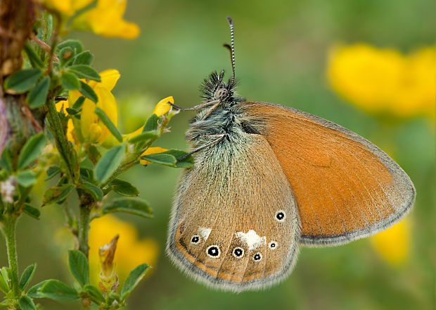 očkáň traslicový Coenonympha glycerion