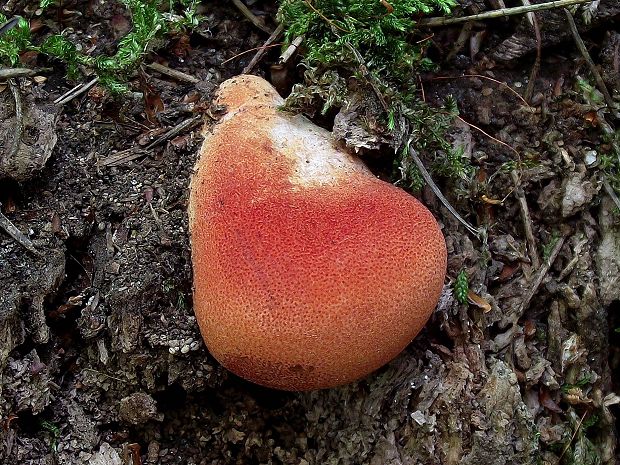 pečeňovec dubový Fistulina hepatica (Schaeff.) With.