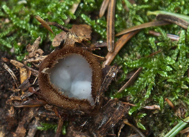 humária polguľovitá Humaria hemisphaerica (F.H. Wigg.) Fuckel