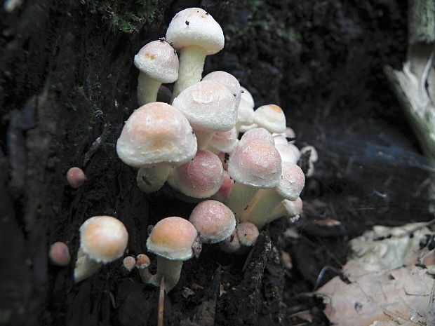 strapcovka tehlovočervená Hypholoma lateritium (Schaeff.) P. Kumm.