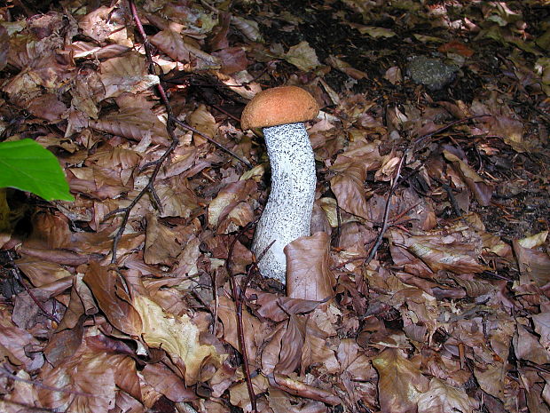 kozák osikový Leccinum albostipitatum den Bakker & Noordel.