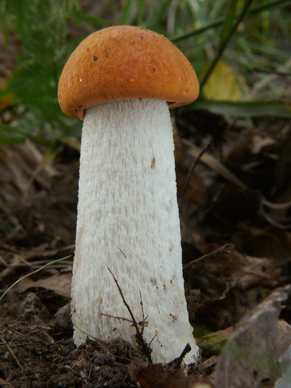 kozák osikový Leccinum albostipitatum den Bakker & Noordel.