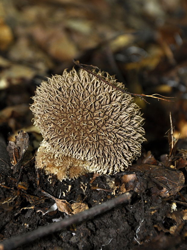 prášnica pichliačová Lycoperdon echinatum Pers.