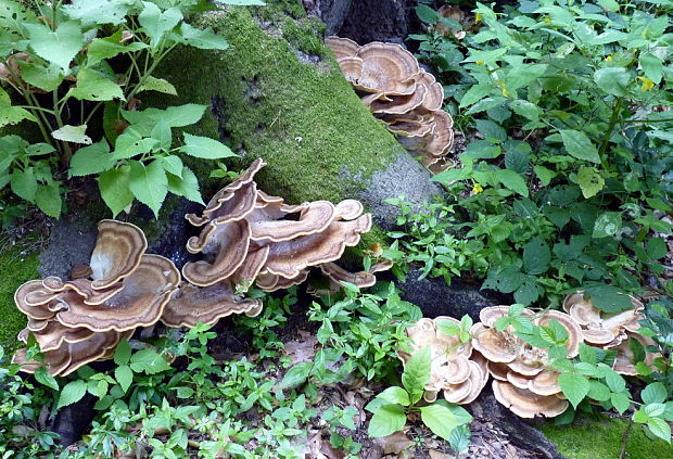 vejárovec obrovský Meripilus giganteus (Pers.) P. Karst.