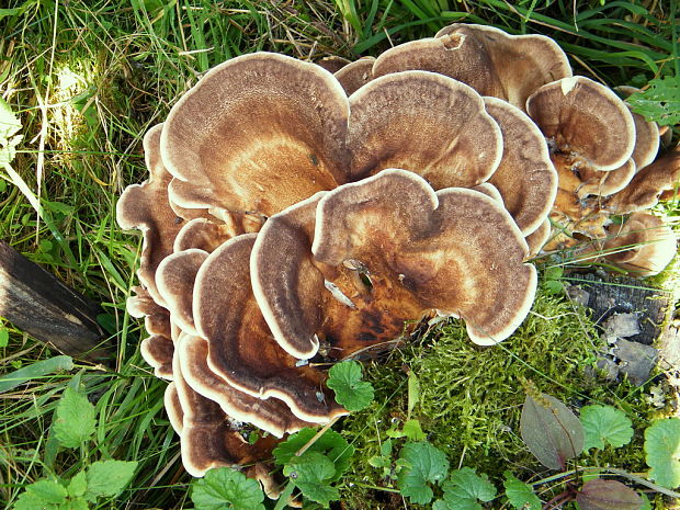 vejárovec obrovský Meripilus giganteus (Pers.) P. Karst.