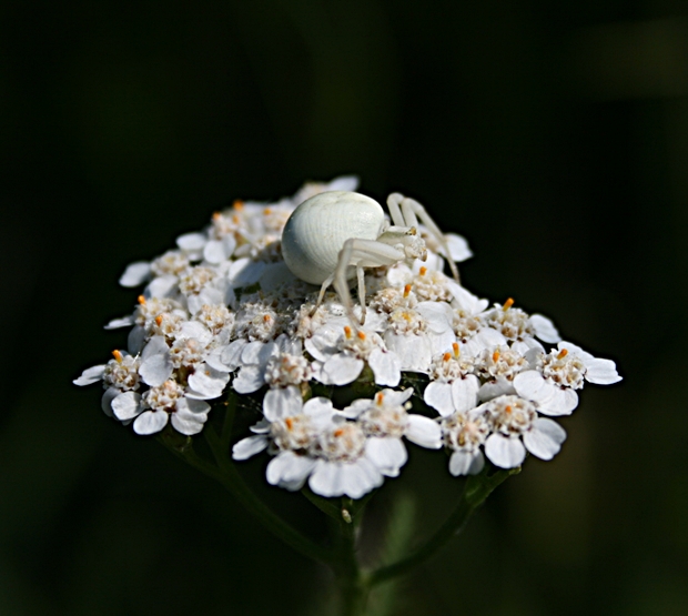 kvetárik dvojtvarý Misumena vatia